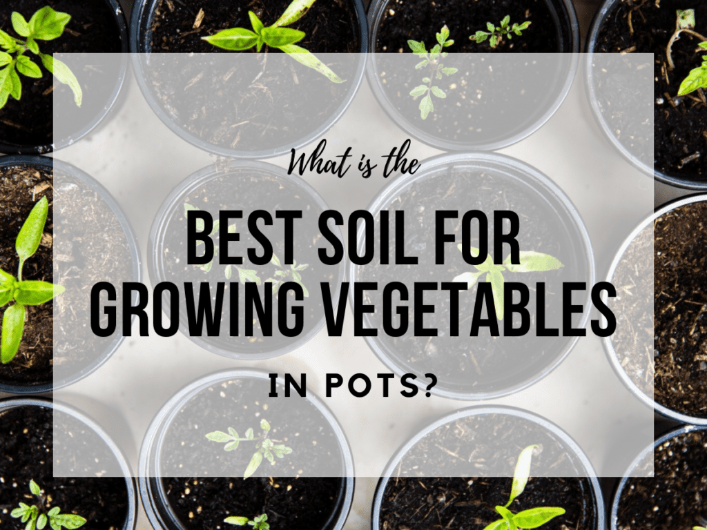 What Is The Best Soil For Growing Vegetables In Pots Plant Meet Pot