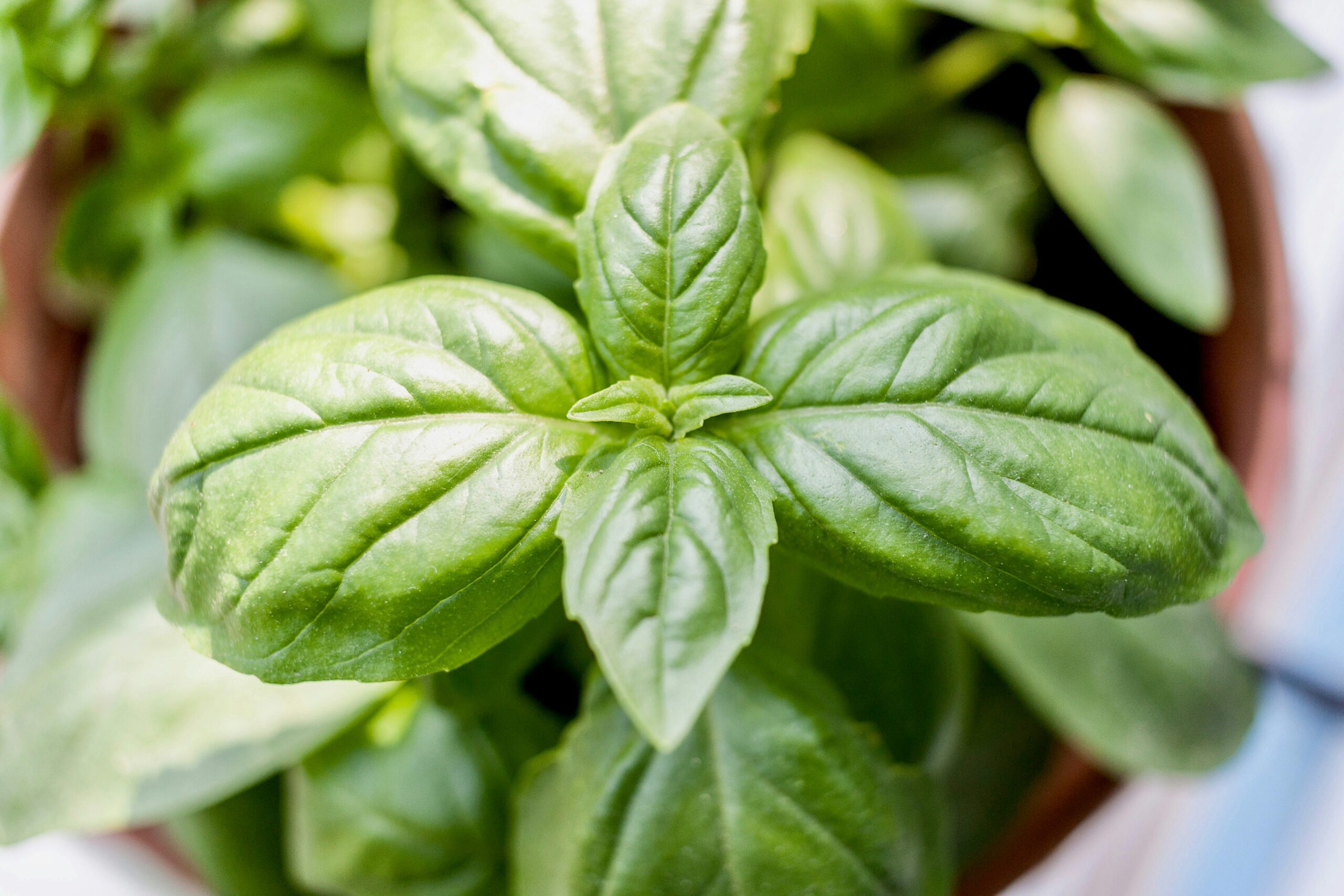 aerial view of basil