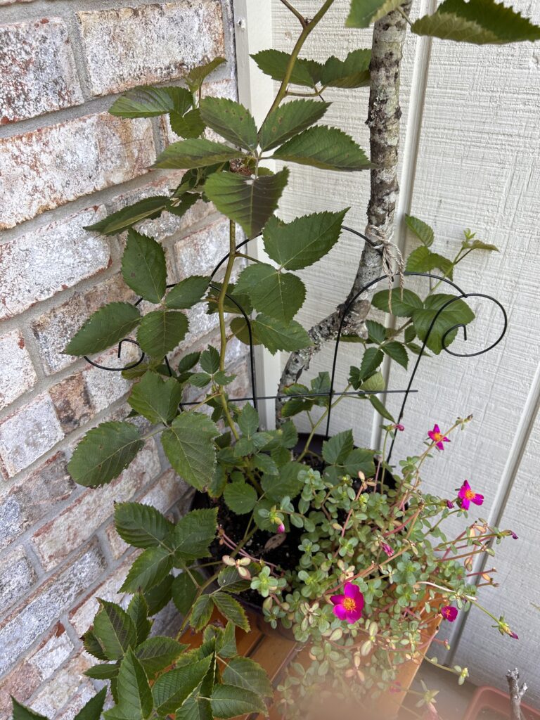 Blackberry bush with branch support trellis and flowers