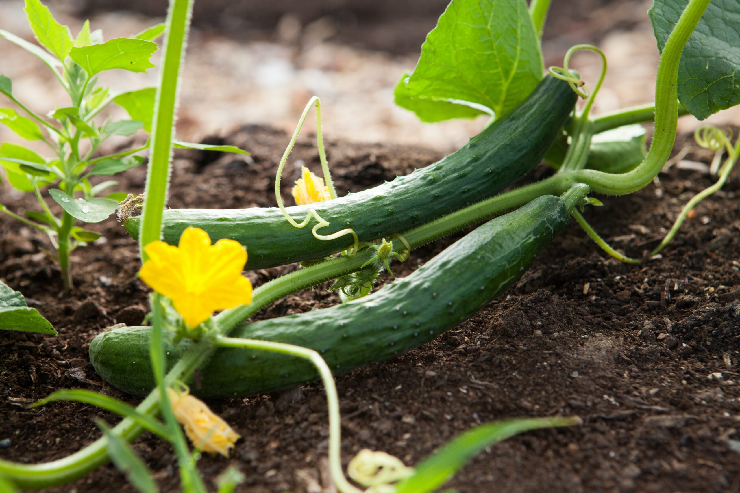 Cucumbers growing with vine and flower