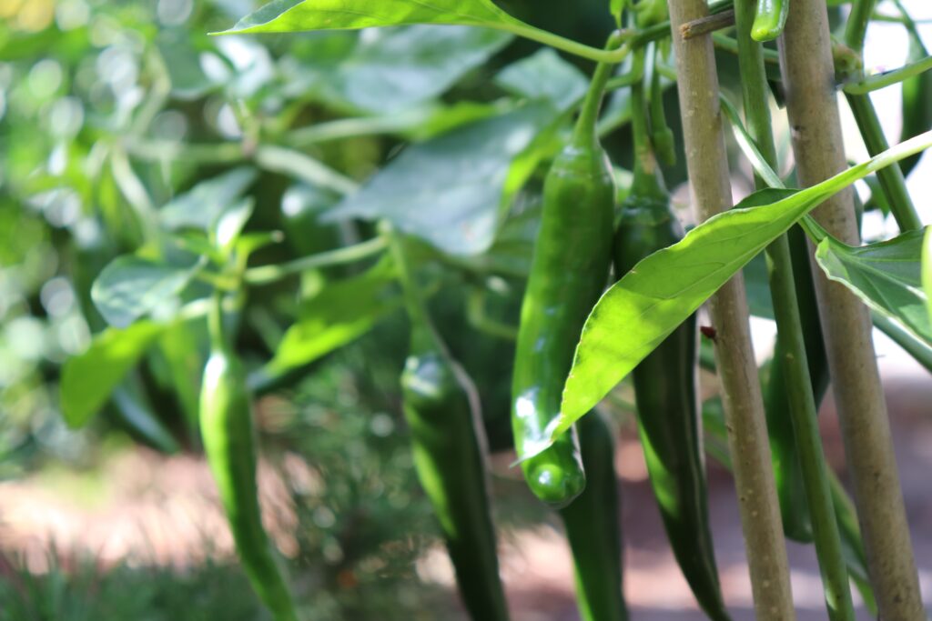 green pepper growing on stake