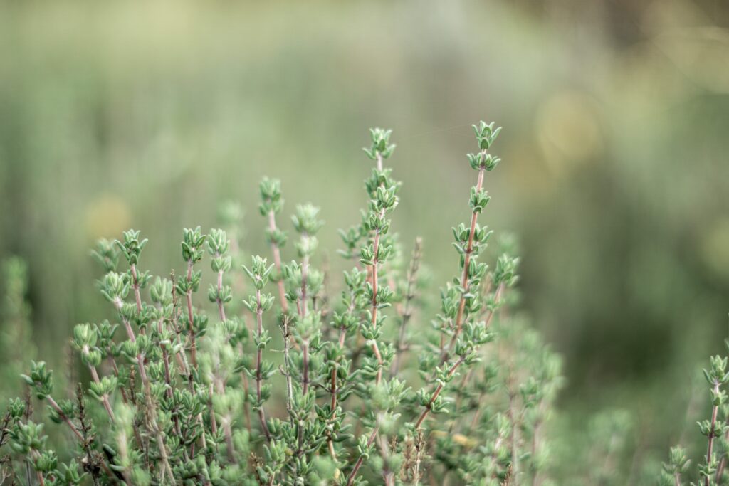 crowd of thyme herb