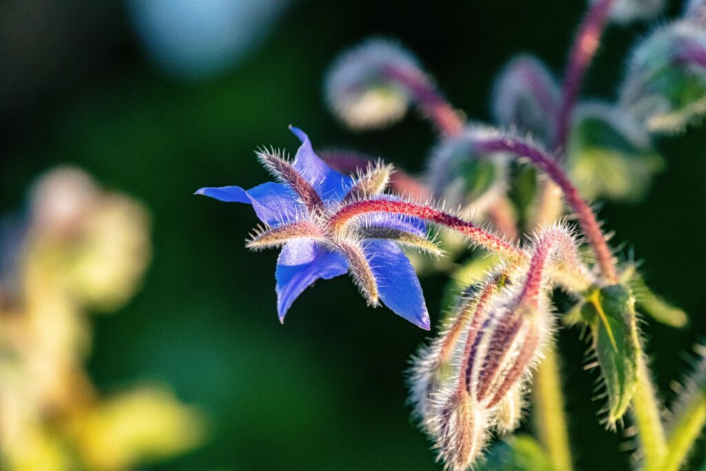 blue flower on borage herb plant