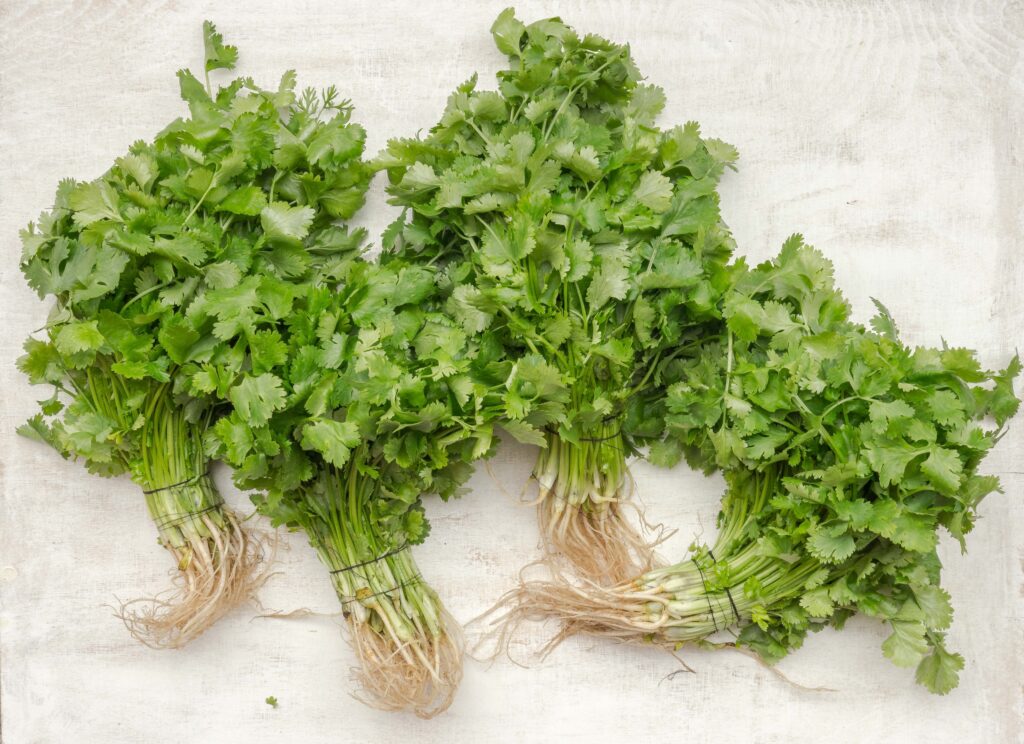 Bunches of cilantro herb with roots