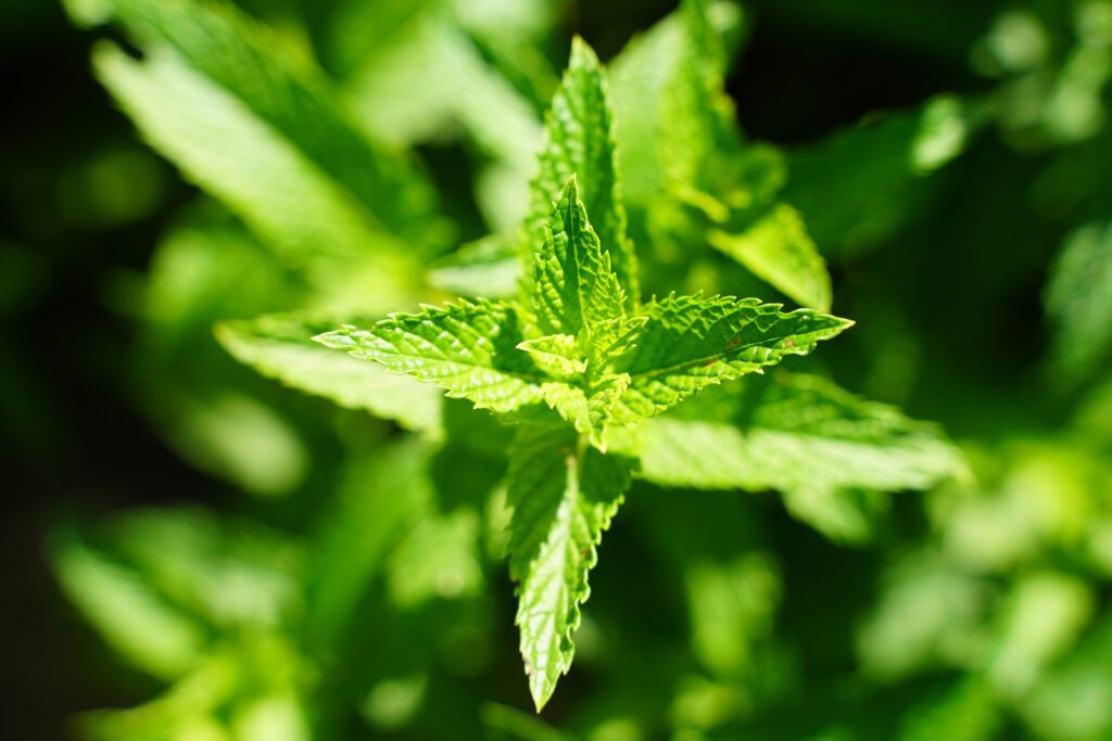 aerial view of lemon balm