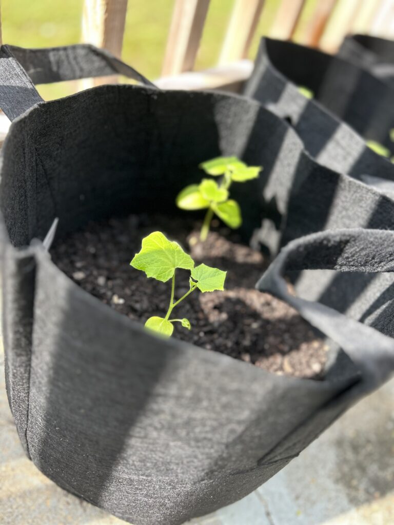 Cucumber vegetable plant in grow bag container