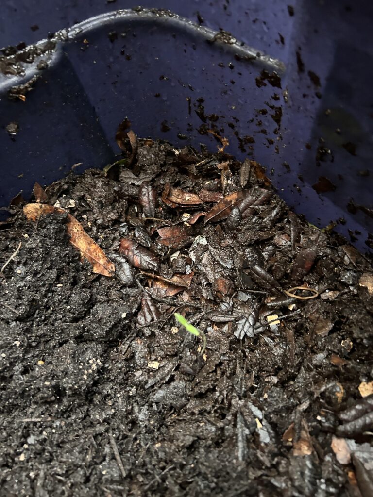 decomposed compost for a container garden