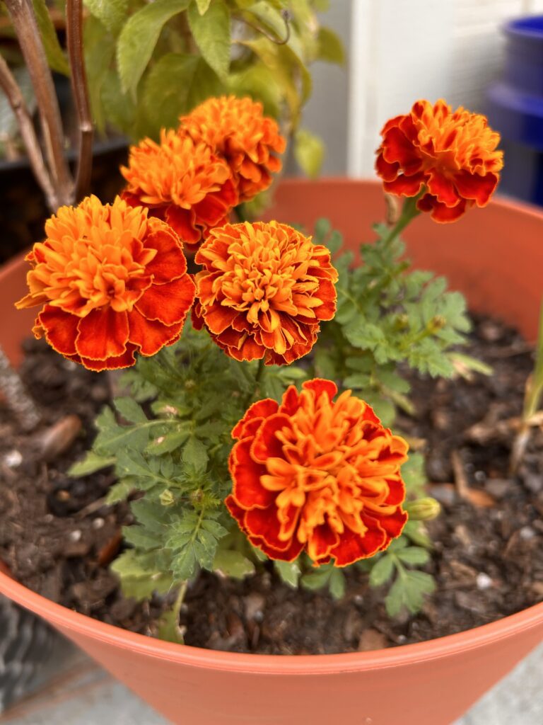 marigold flowers grow in a plastic pot