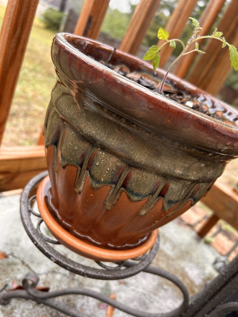 cherry tomato in a pot