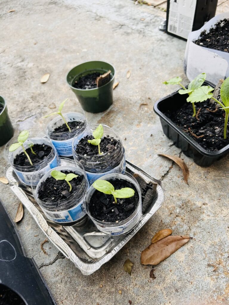 a container garden of seedlings growing in plastic bottles cut in half