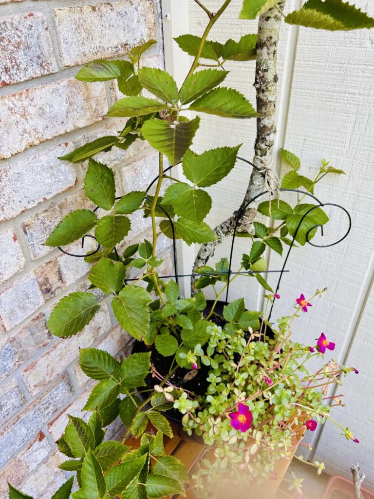 blackberry bush in container with pink purslane flowers