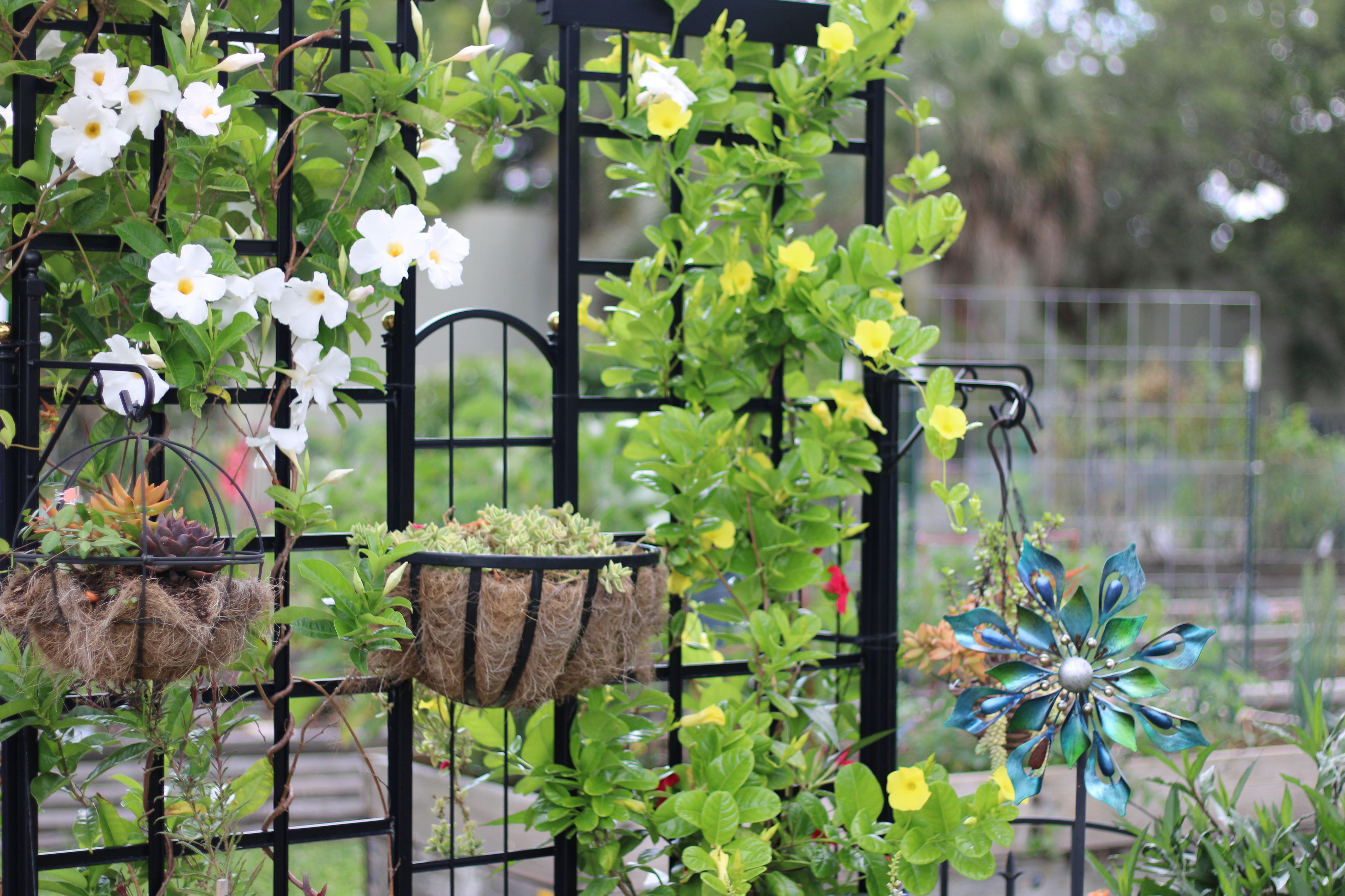 trellis with multiple plants hanging 