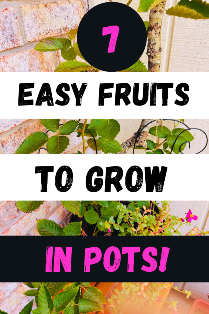 7 Easy Fruits to Grow in Pots