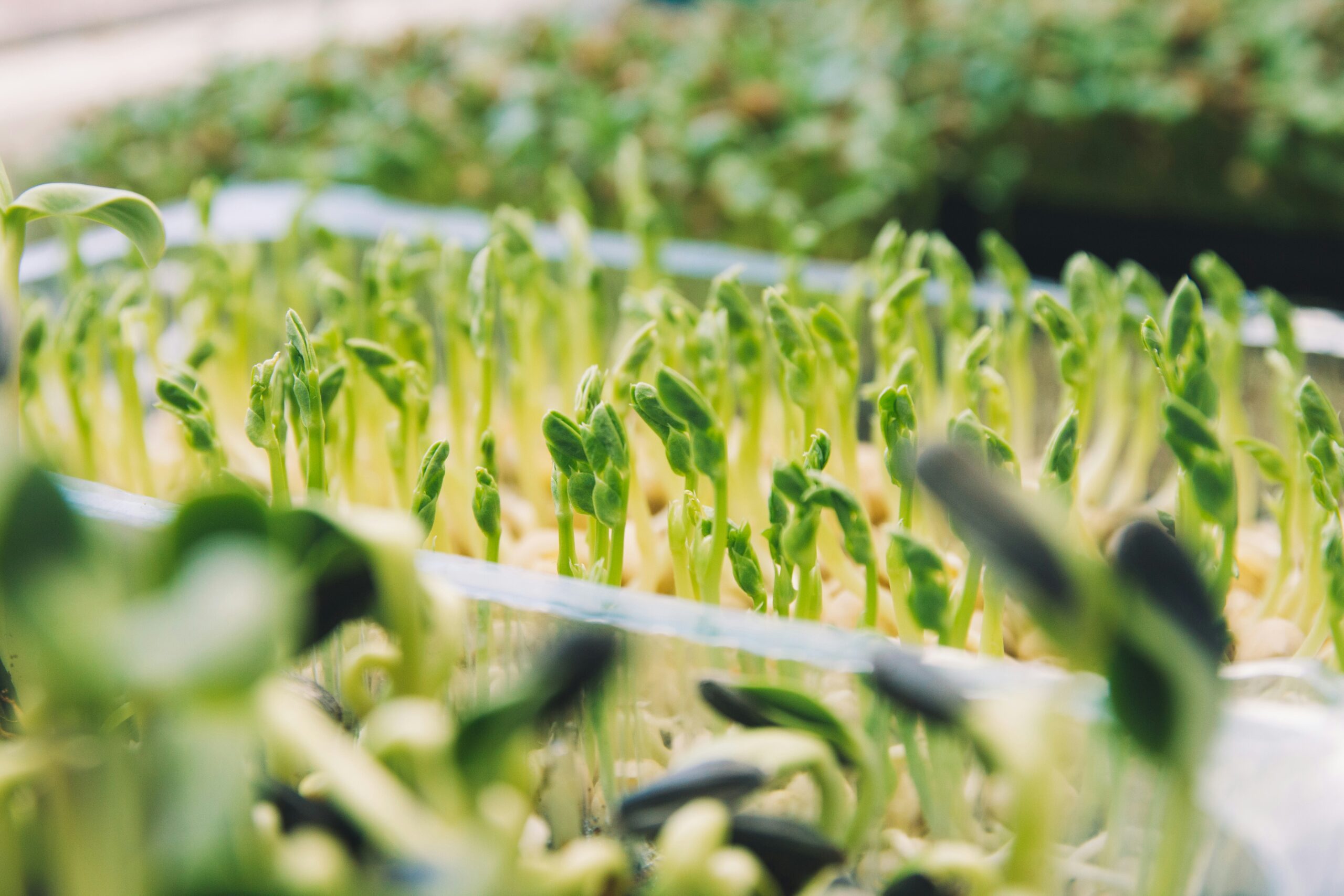 microgreens in planter