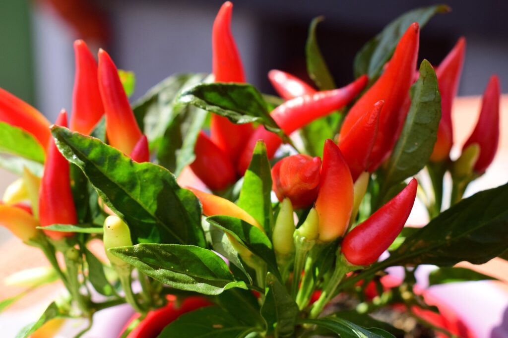 chili plant grows in a pot