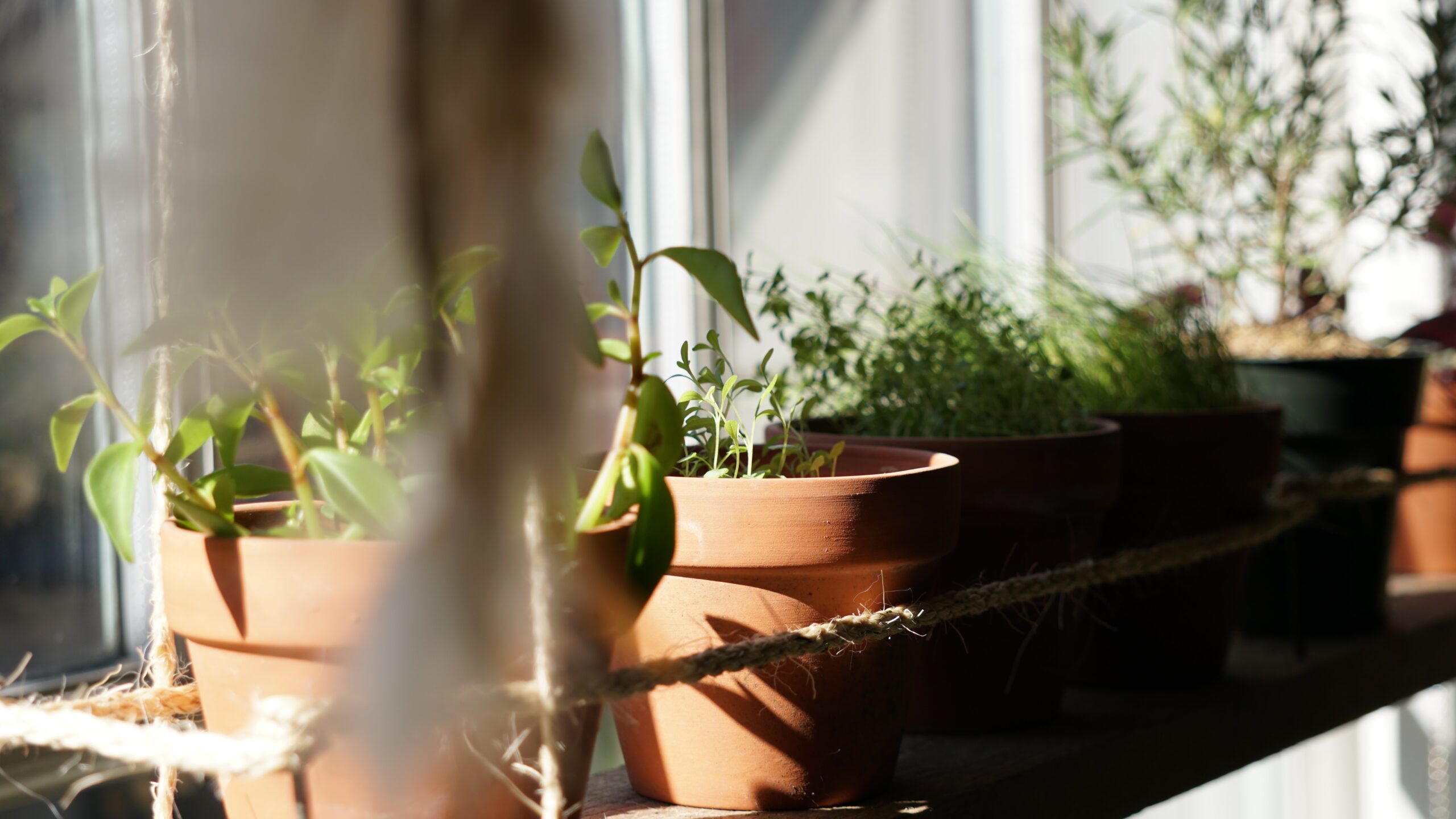 herbs grow in terracota pots on a wire shelf