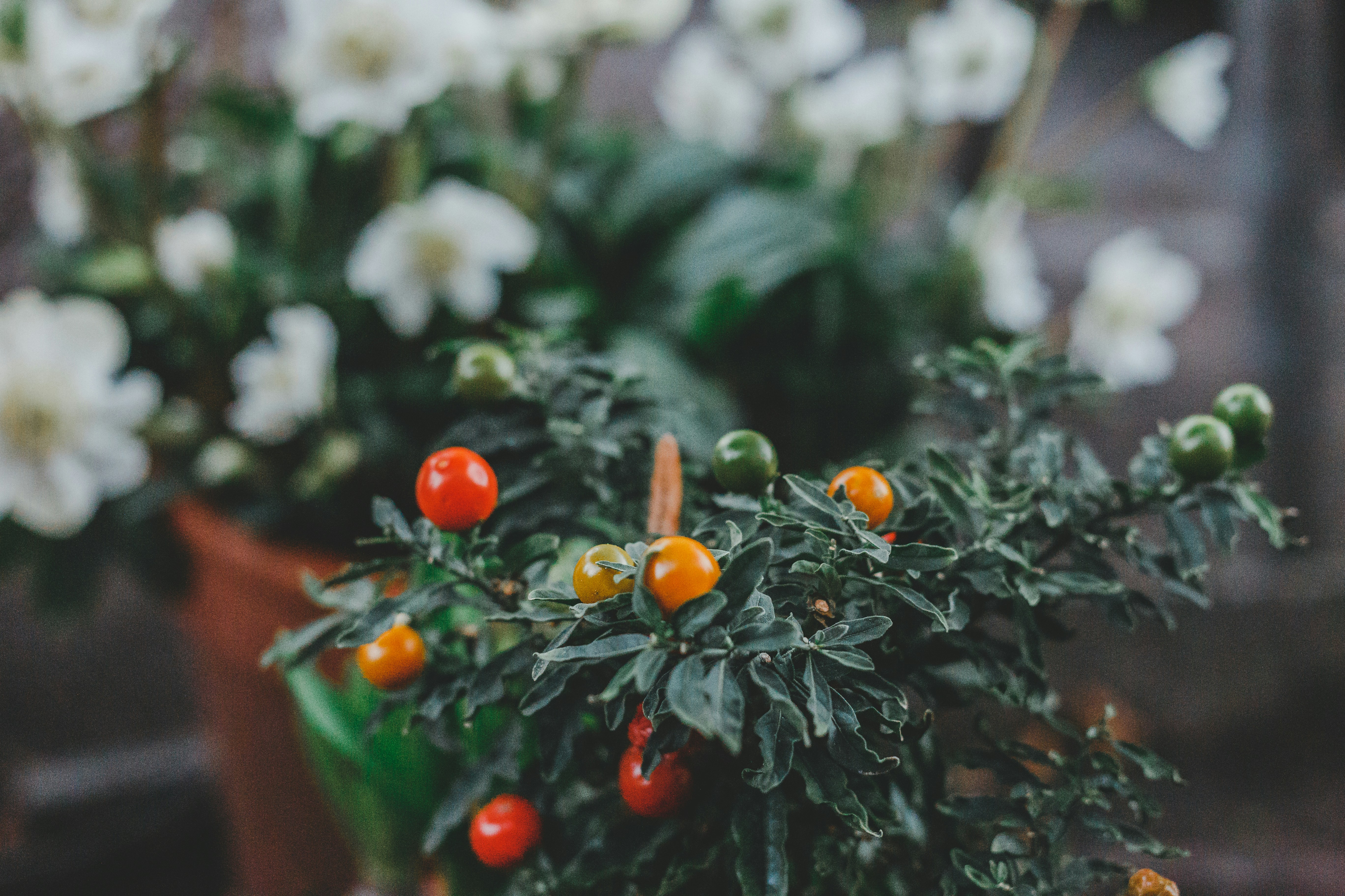 determinate tomato plant