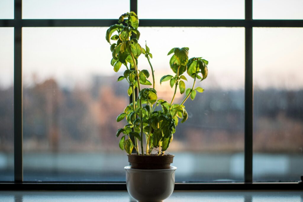 basil plant in a pot in front of window