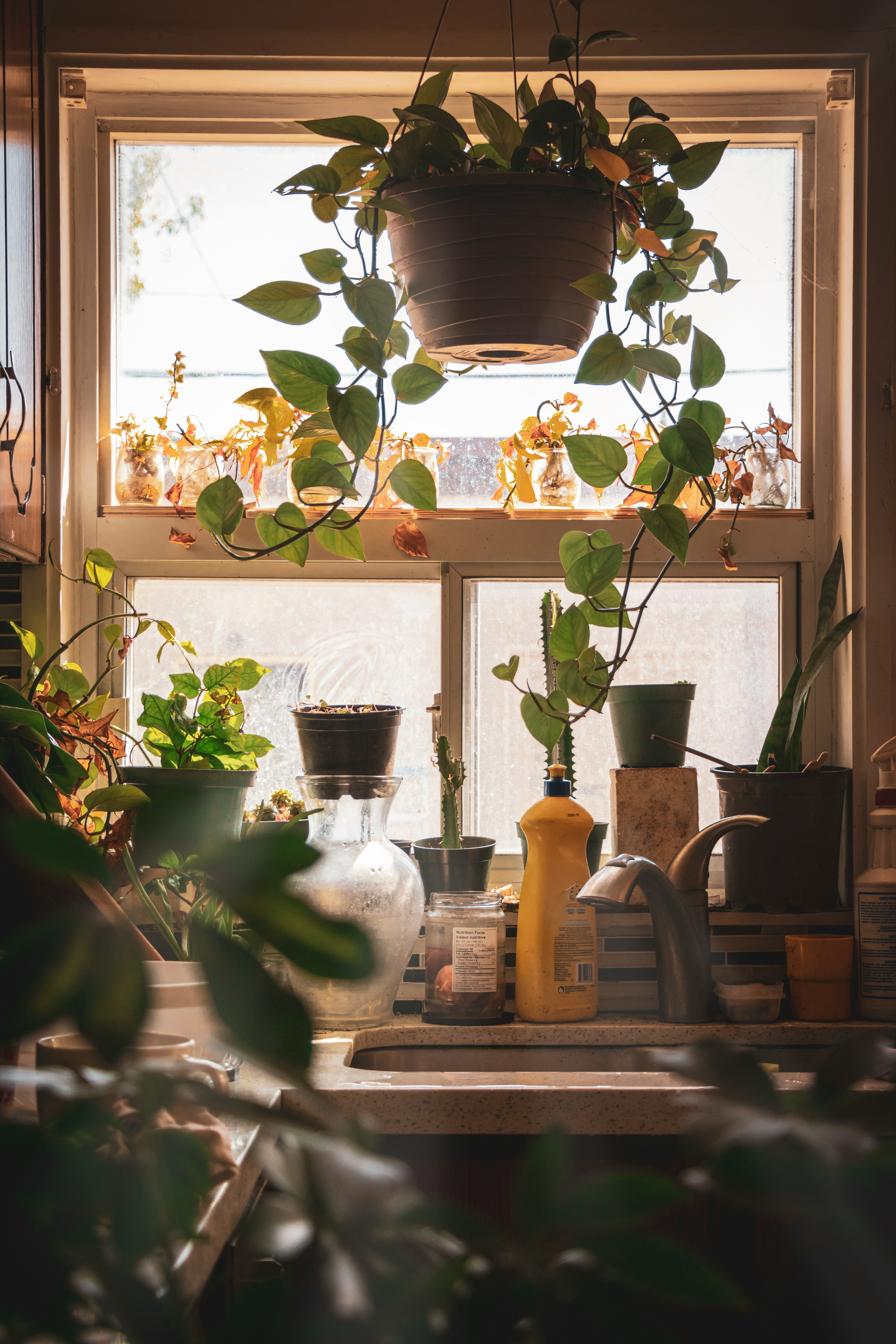 plants hanging and displayed in front a window