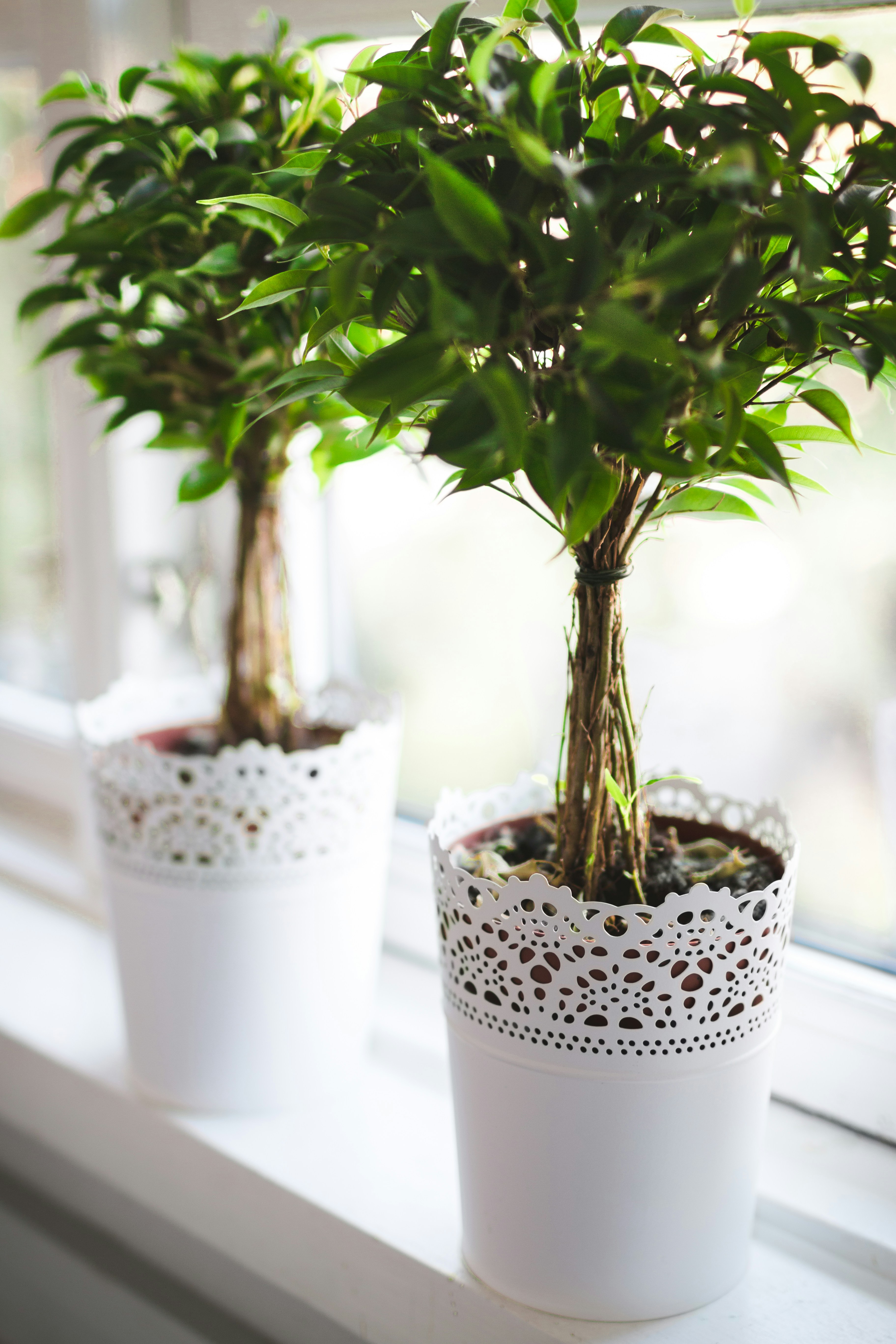 two of the same plants and pot on a window sill