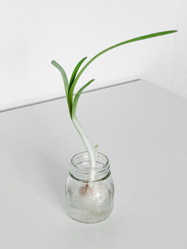 scallion grows roots in a glass