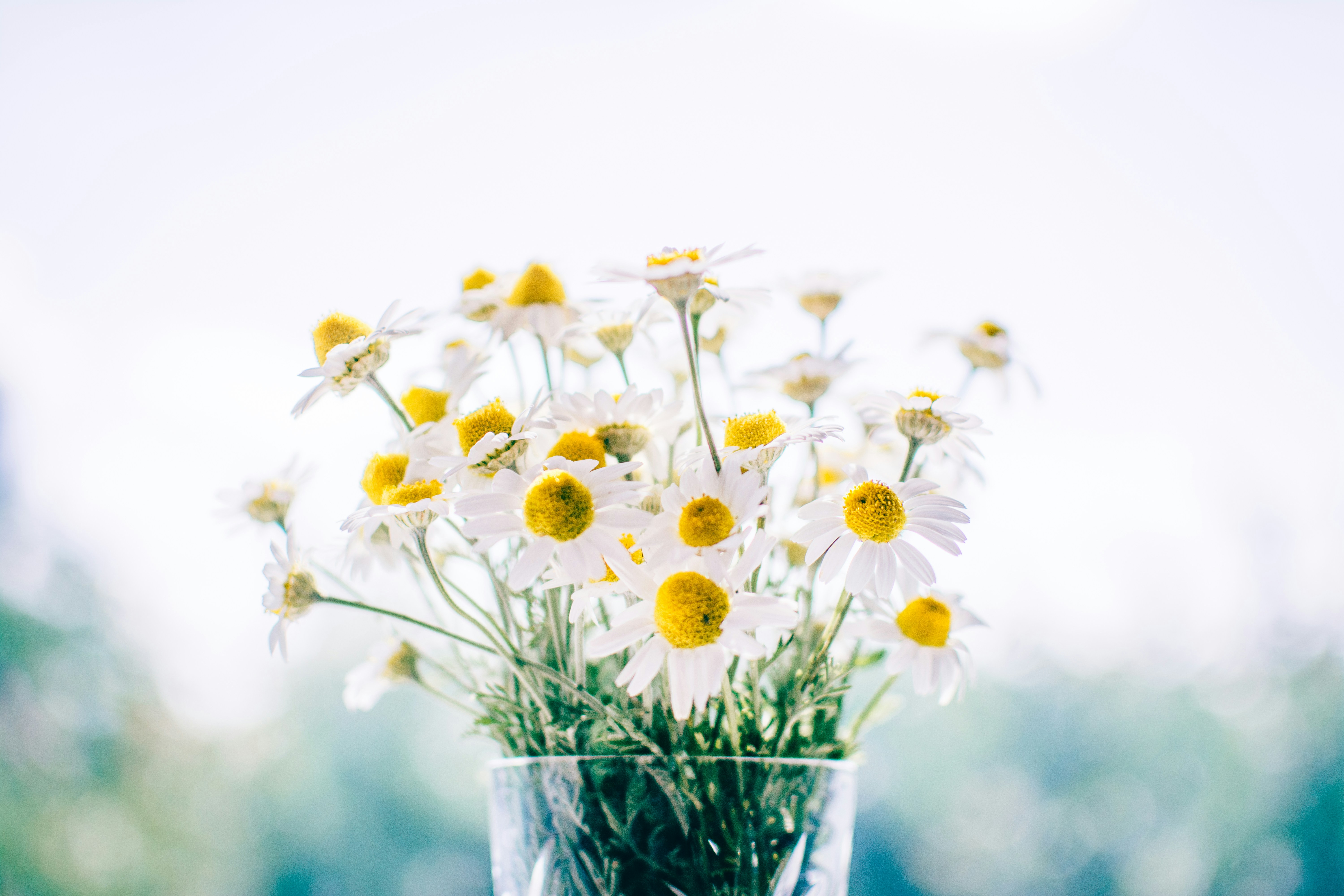 a bunch of chamomile flowers in a glass