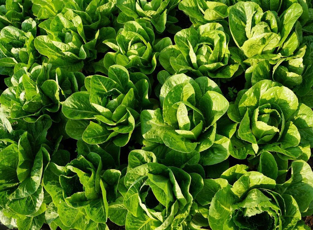 rose foliage of lettuce