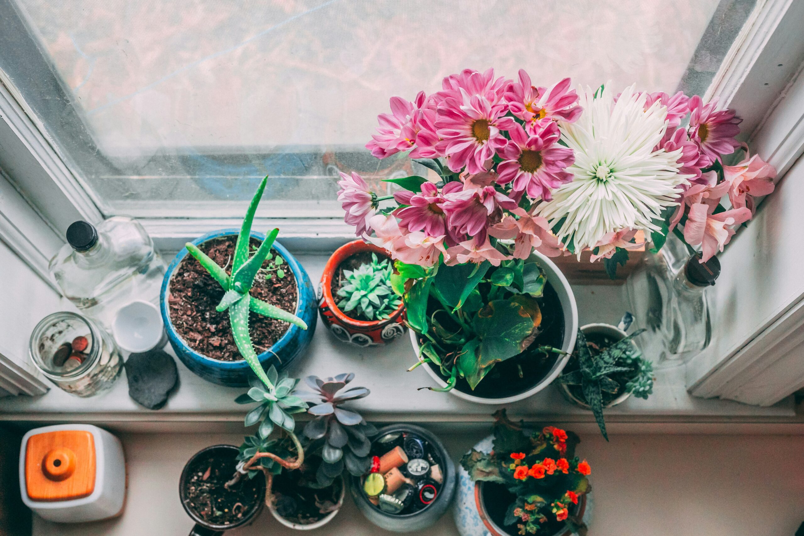 aerial view of succulents and flowers on window sill