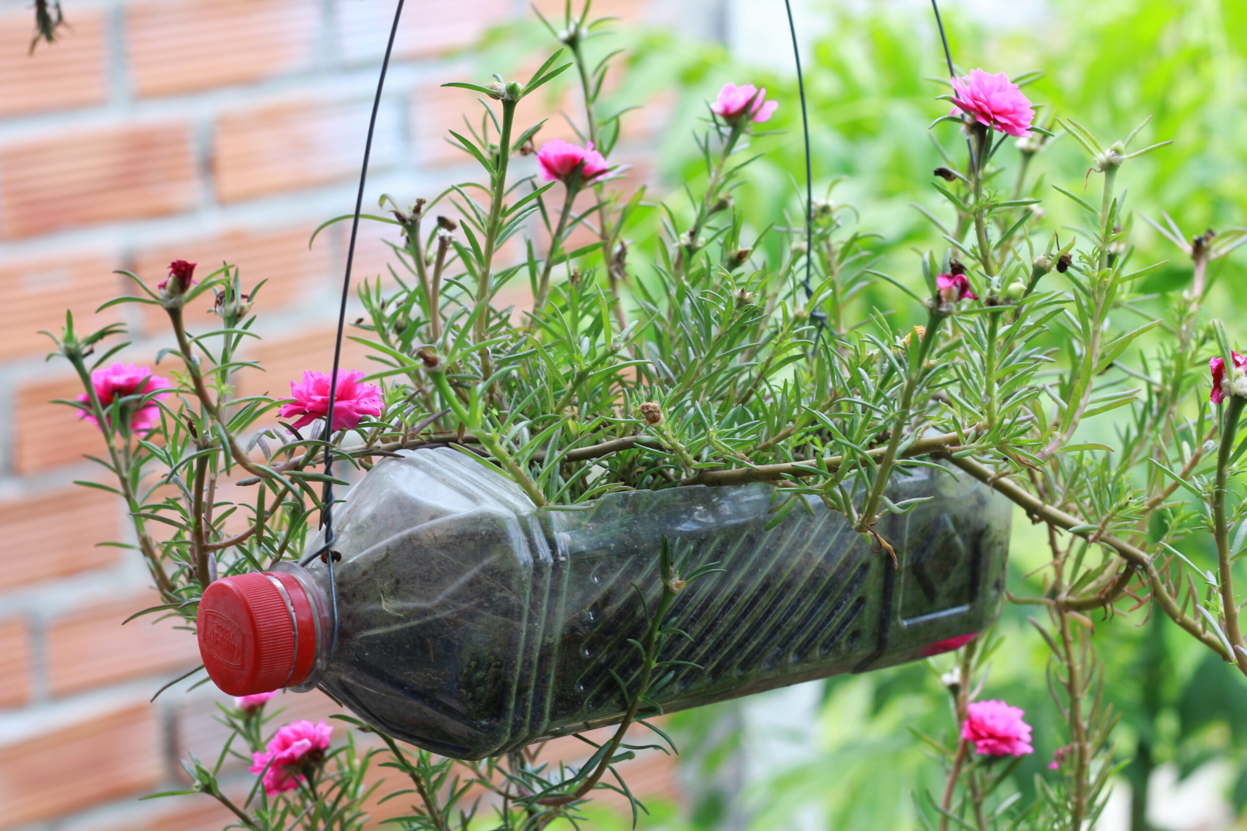 Hanging plastic bottle planter with flowers