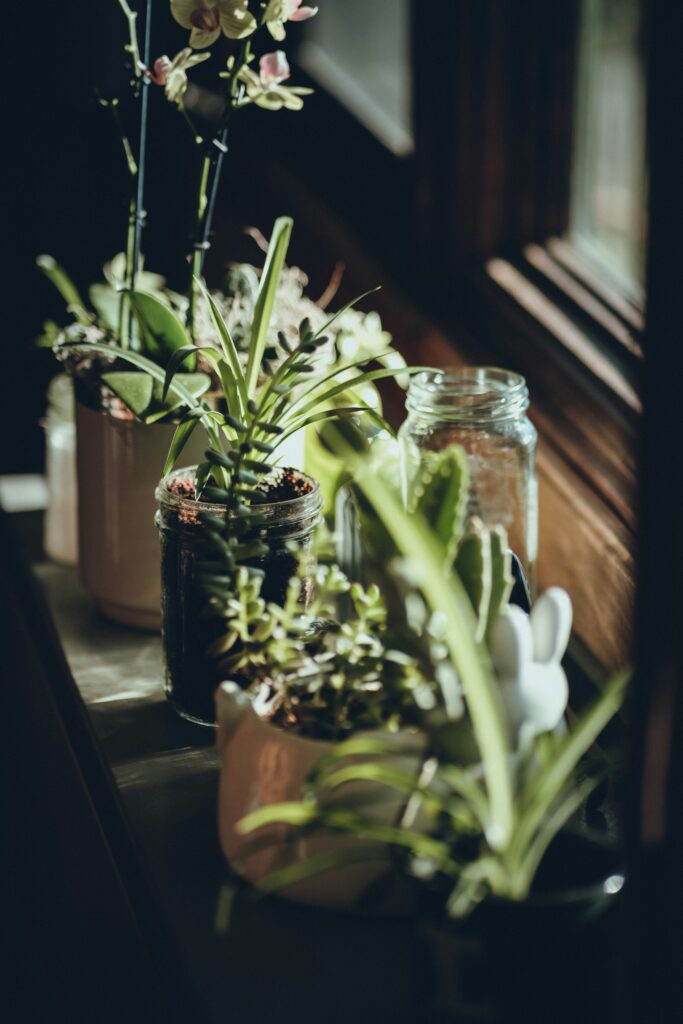 herb garden on window sill