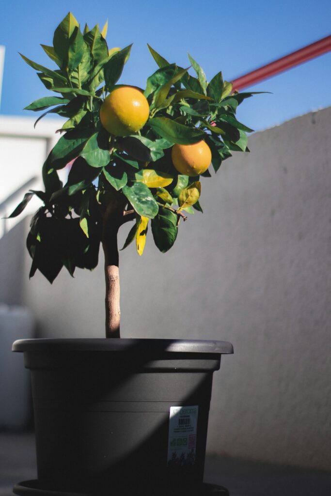 citrus lemon tree on balcony