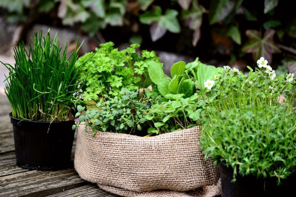 herbs growing in planters