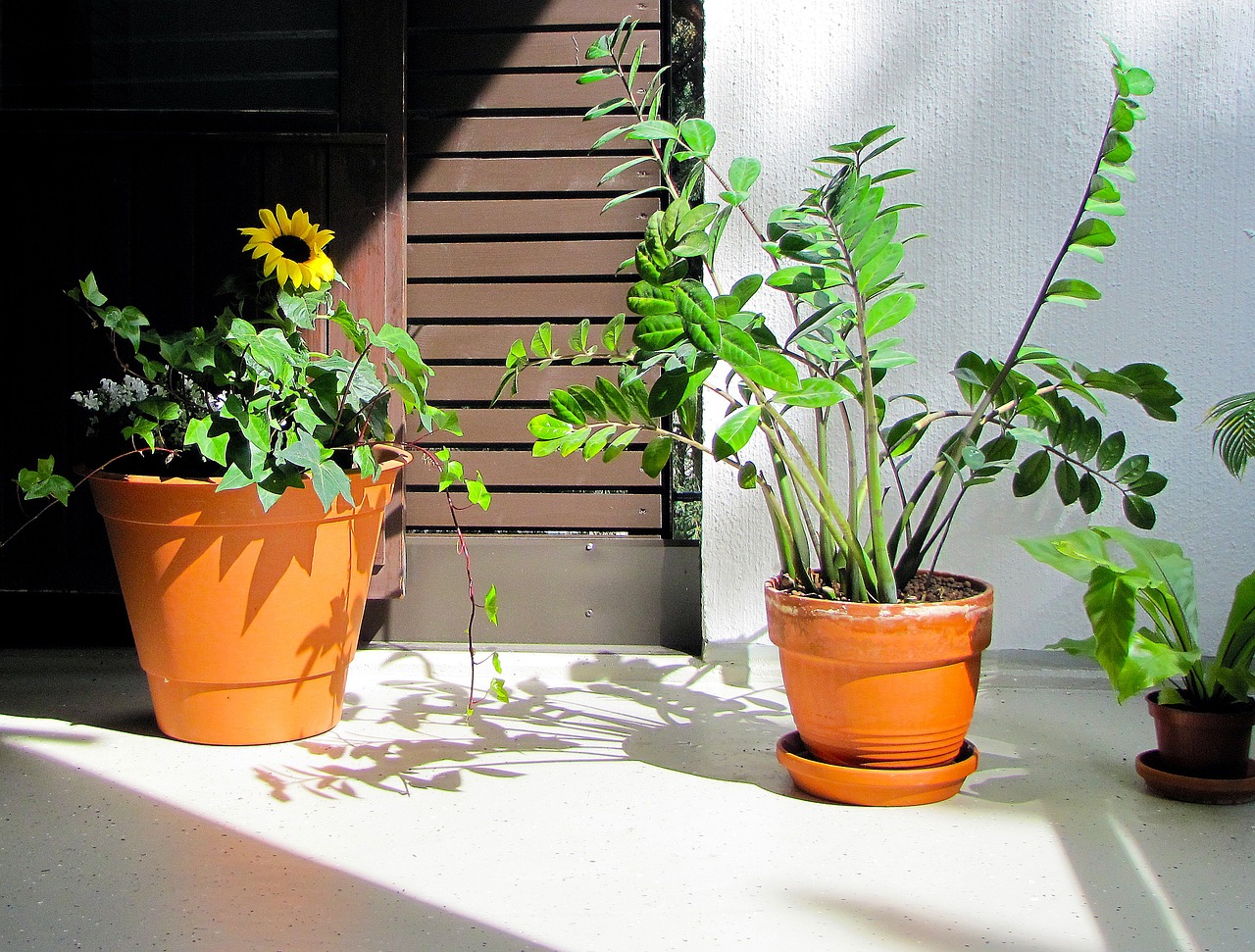 potted sunflower plant on balcony