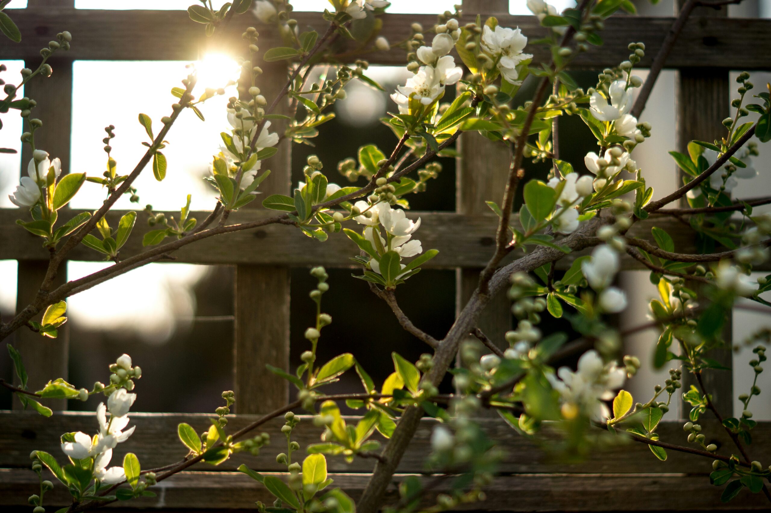 wooden trellis with flowers