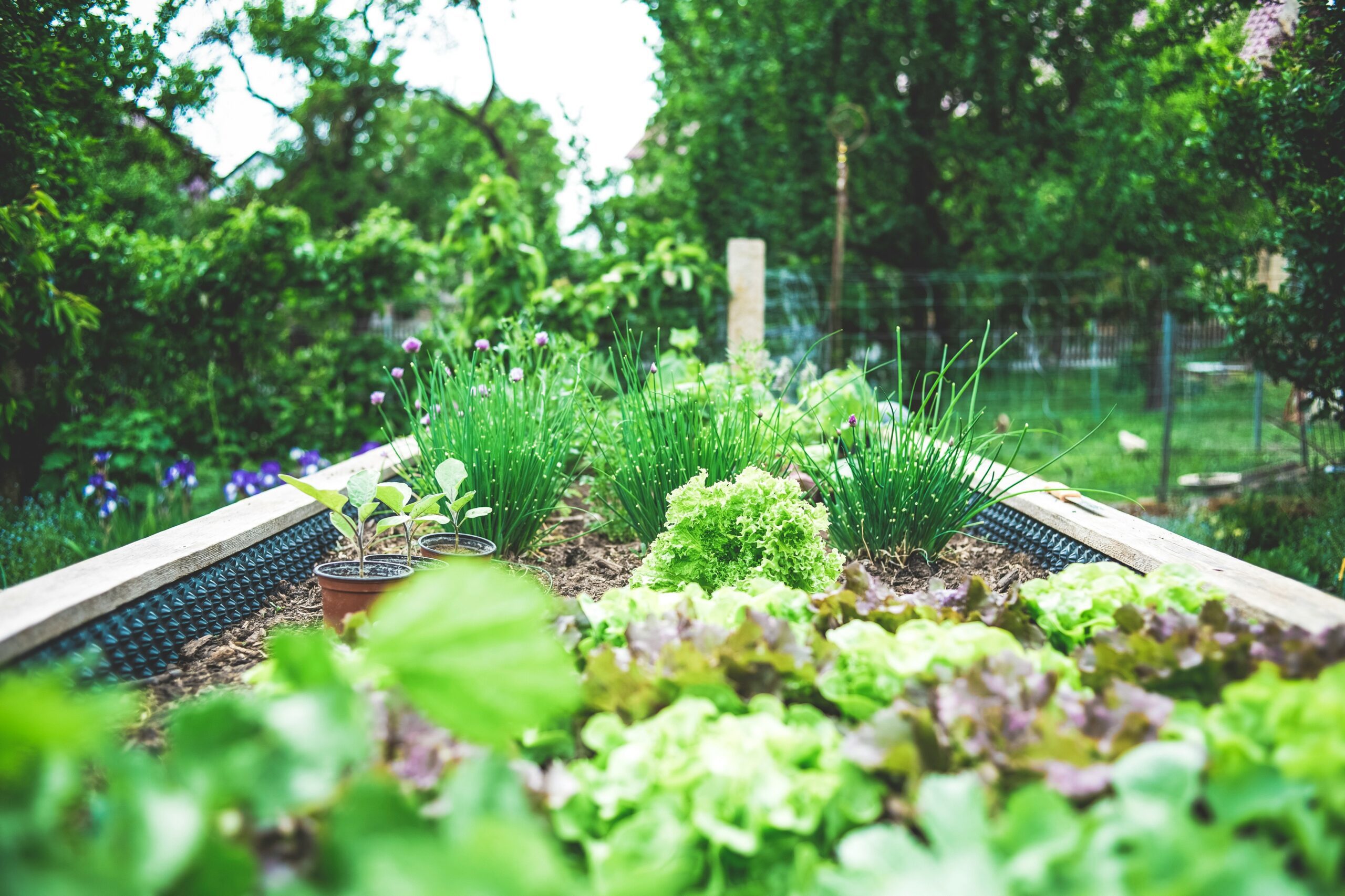 raised bed with assorted lettuce