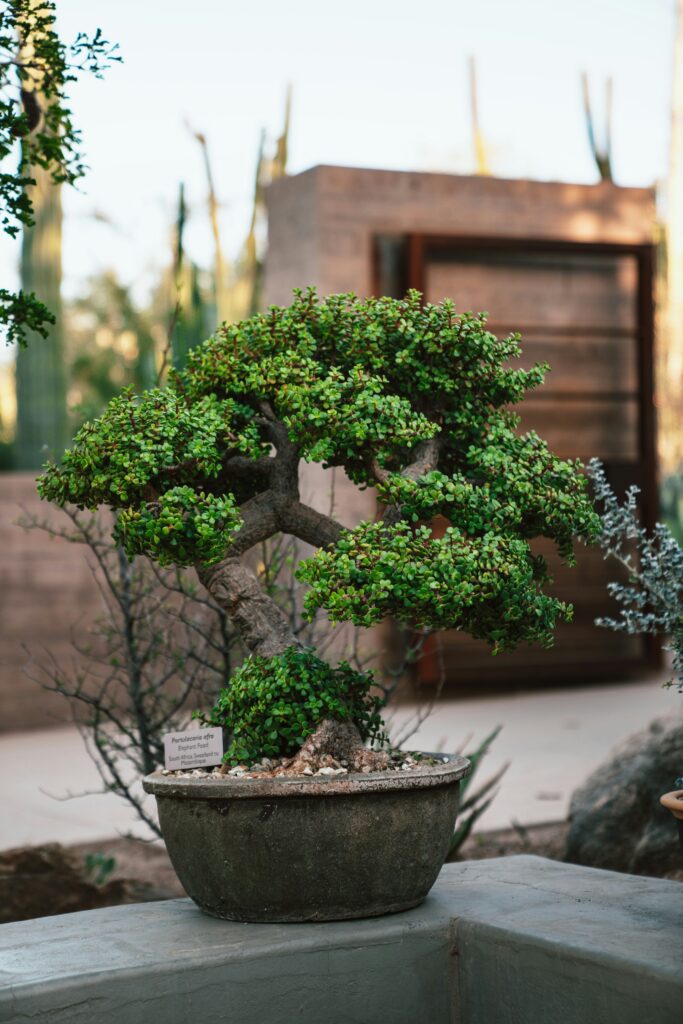 old ceramic planter with bonsai tree