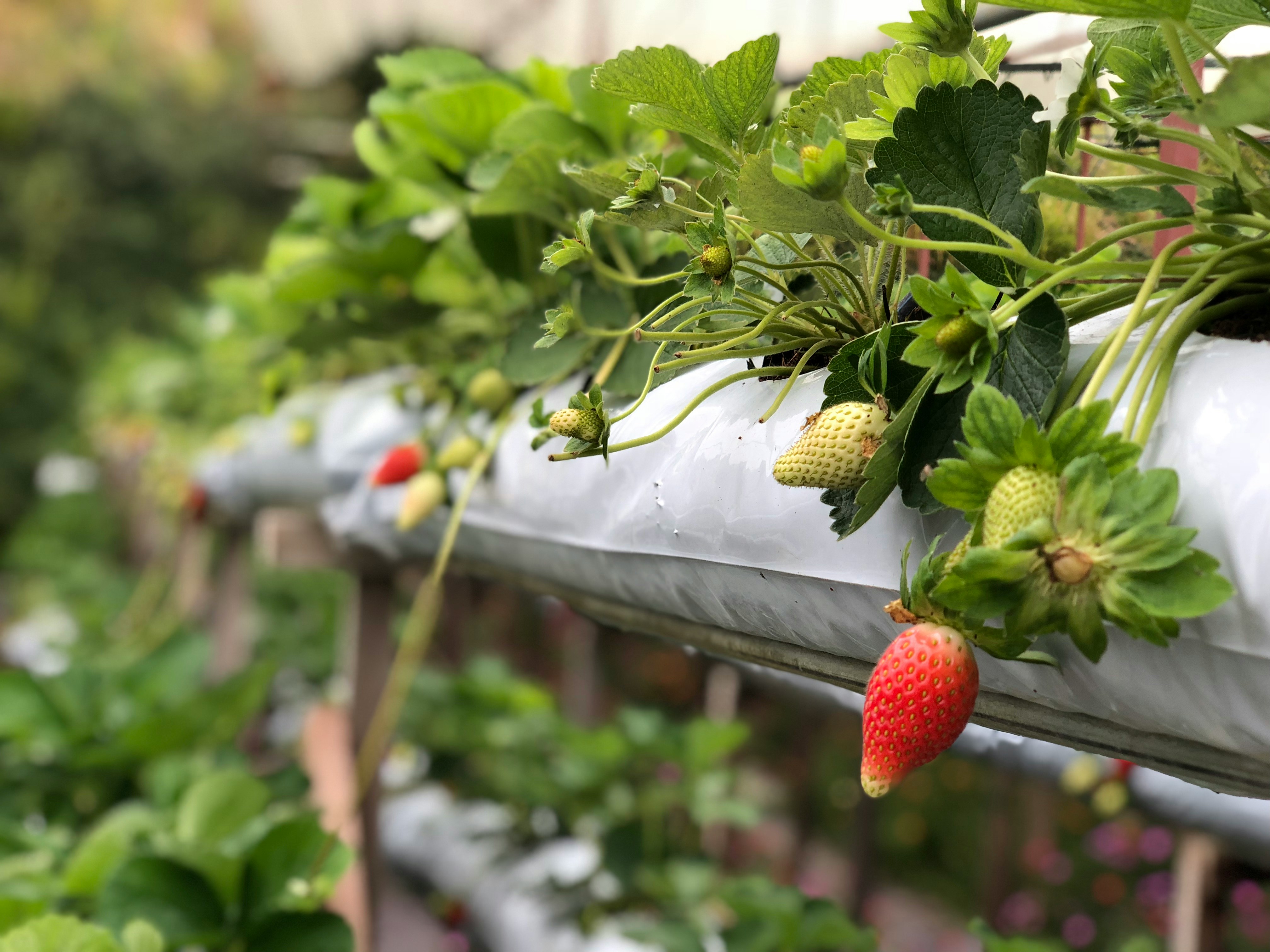 strawberry plant hanging over gutter and railing