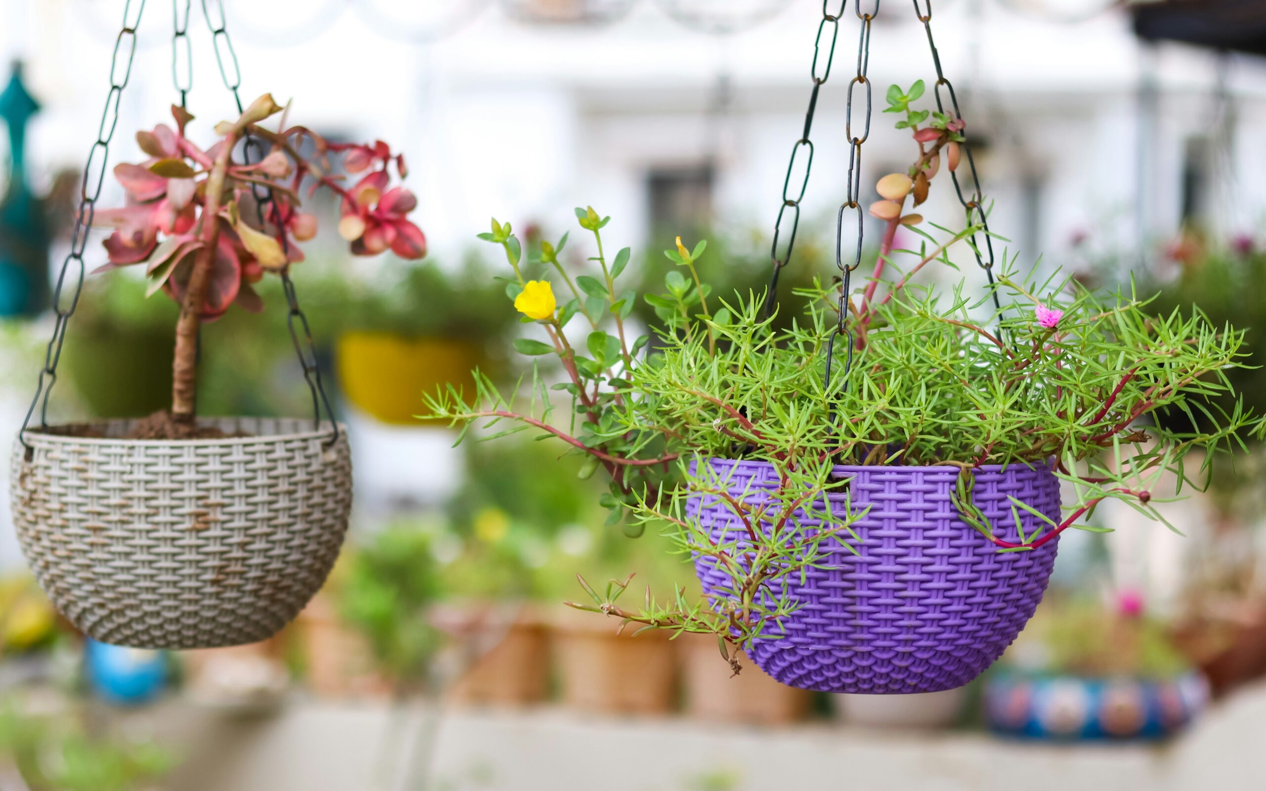 Hanging plant baskets