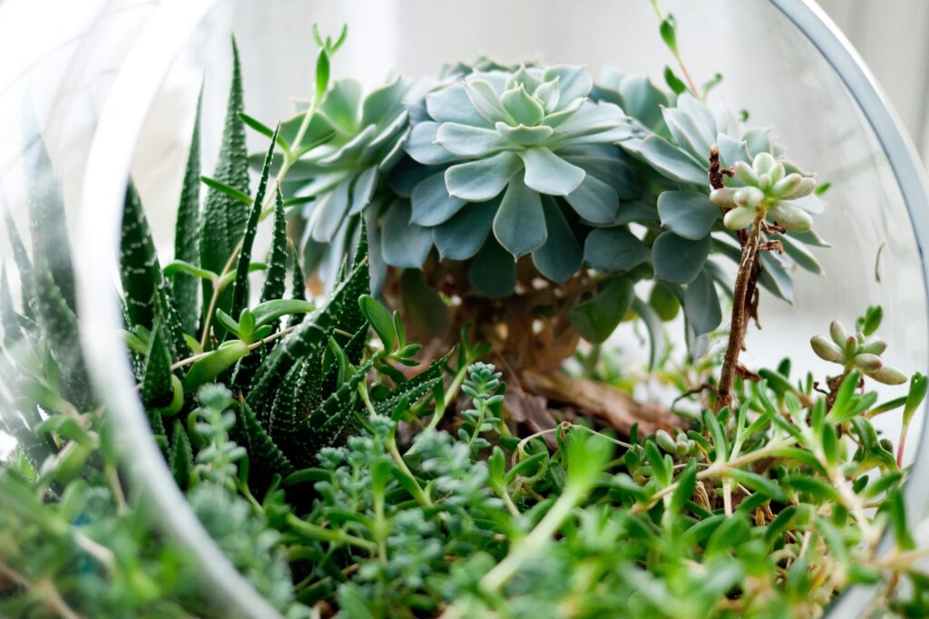 half glass bowl terrarium with succulents