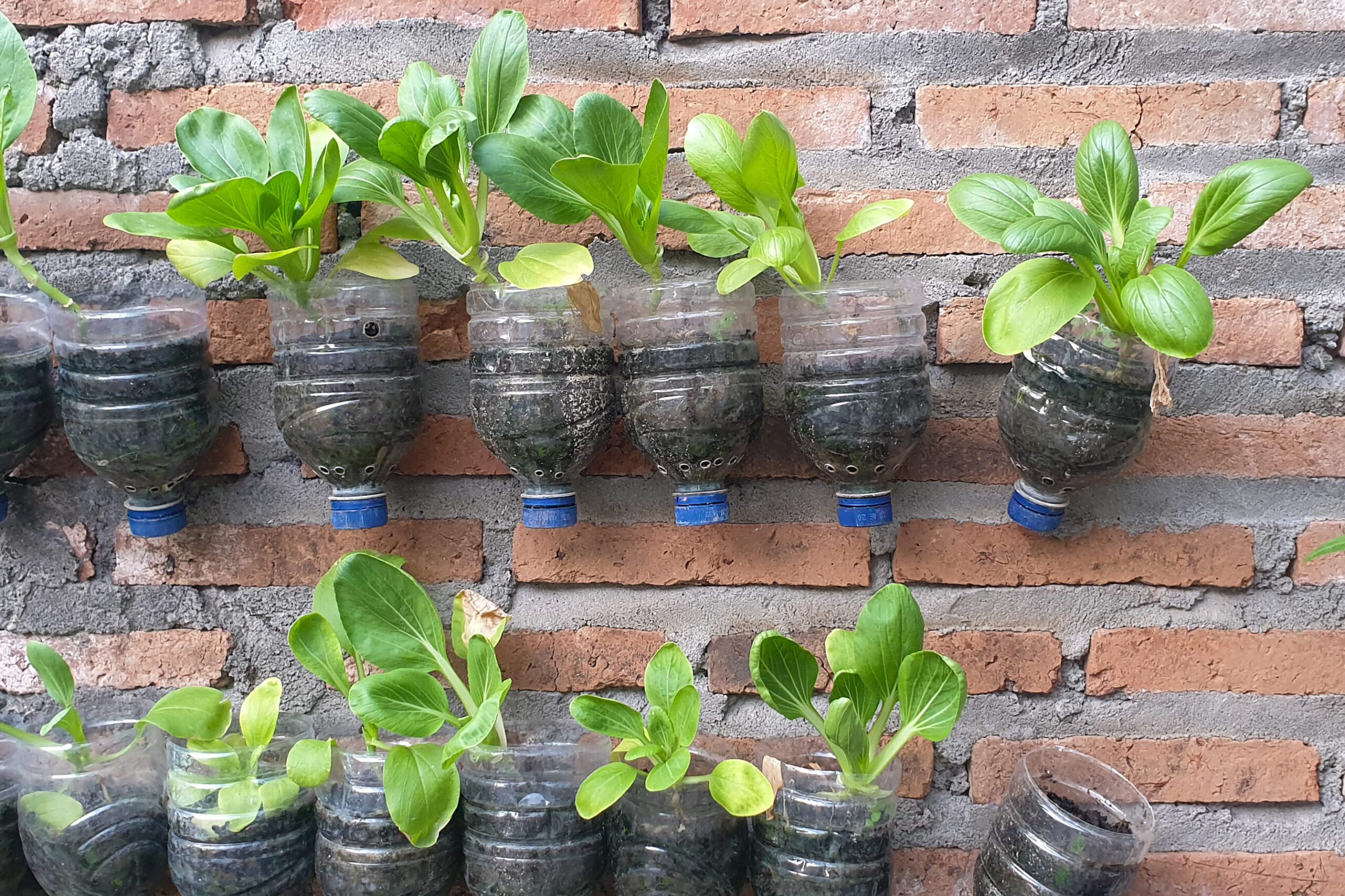 seedlings grow in plastic bottles on a wall container garden