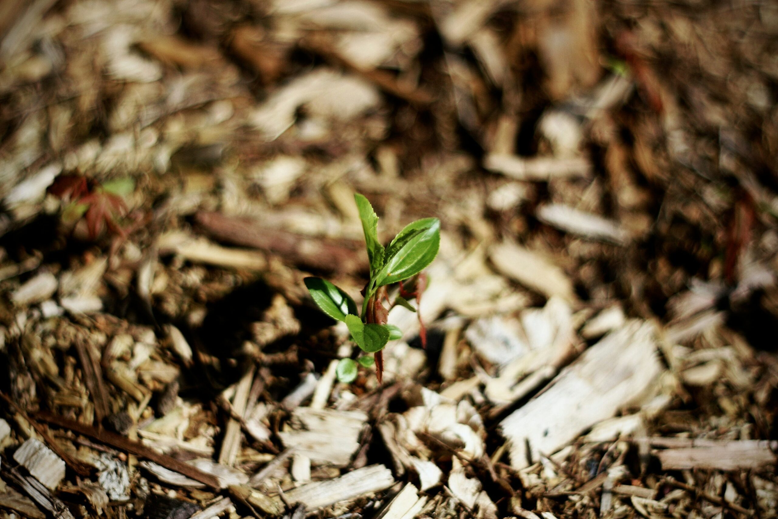 a seedlings grows in wood chips mulch