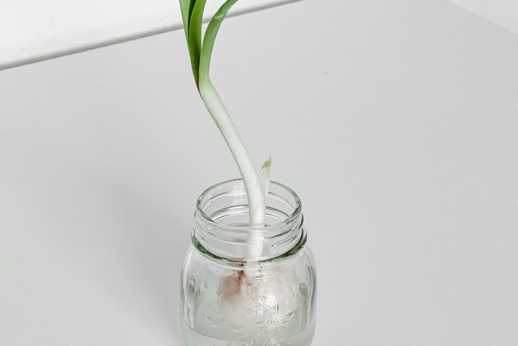 scallion grows roots in a glass