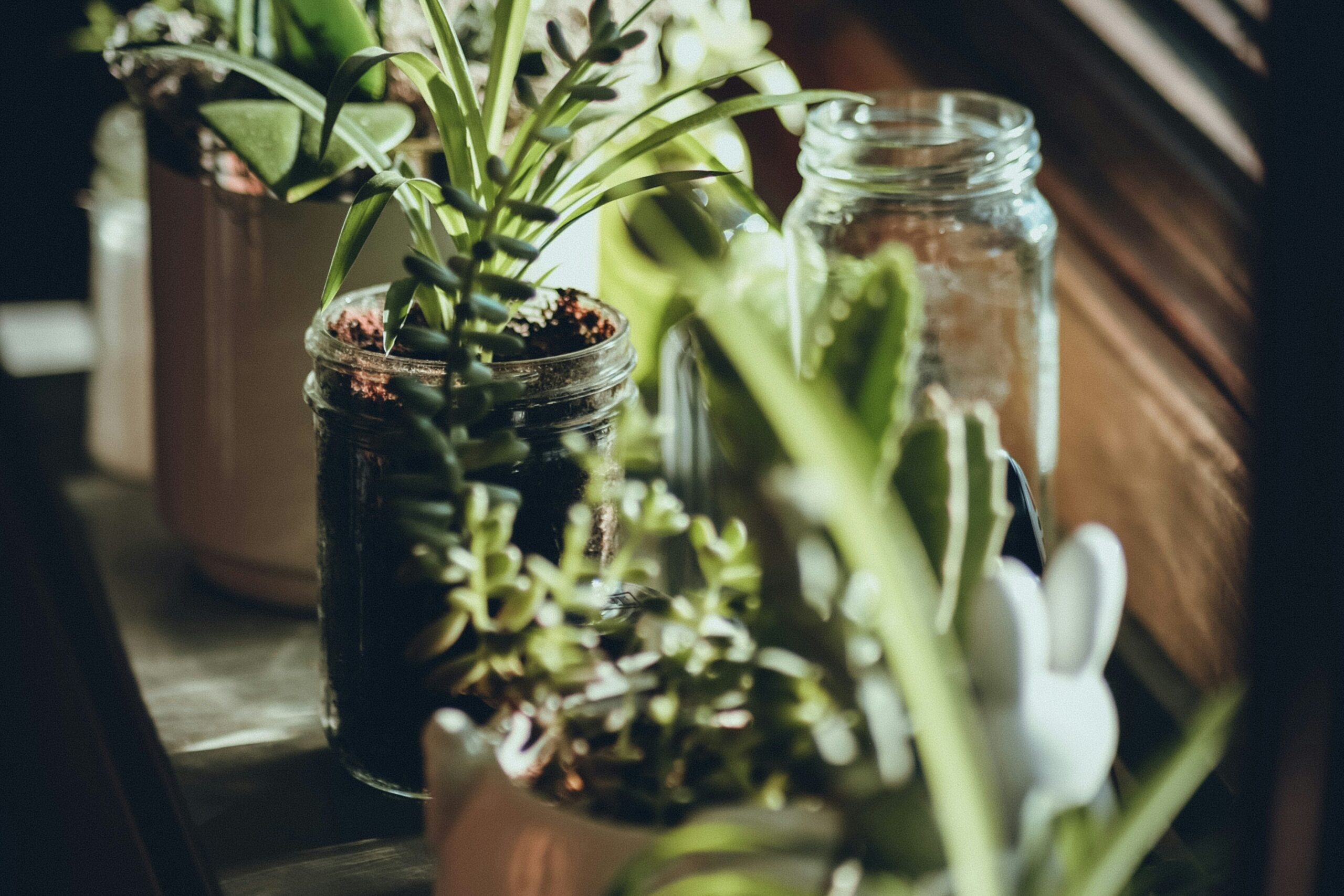 herb garden on window sill