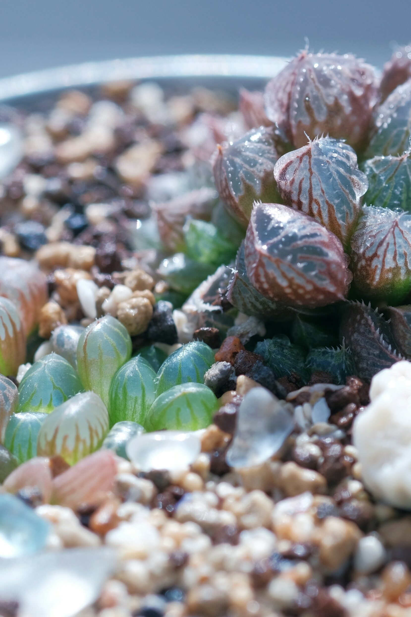 planter with rocks, shells, and sea life