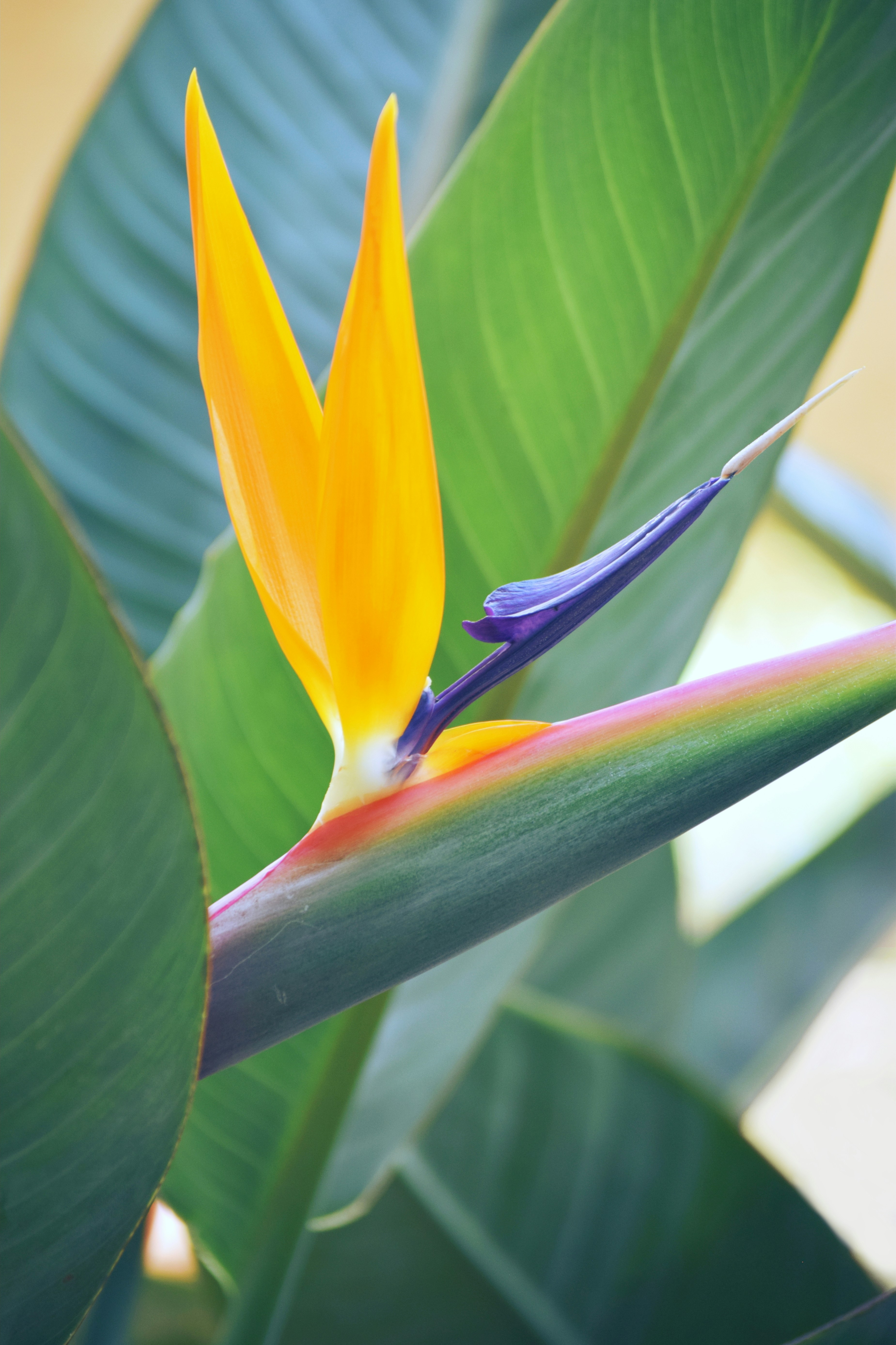 bird of paradise plant