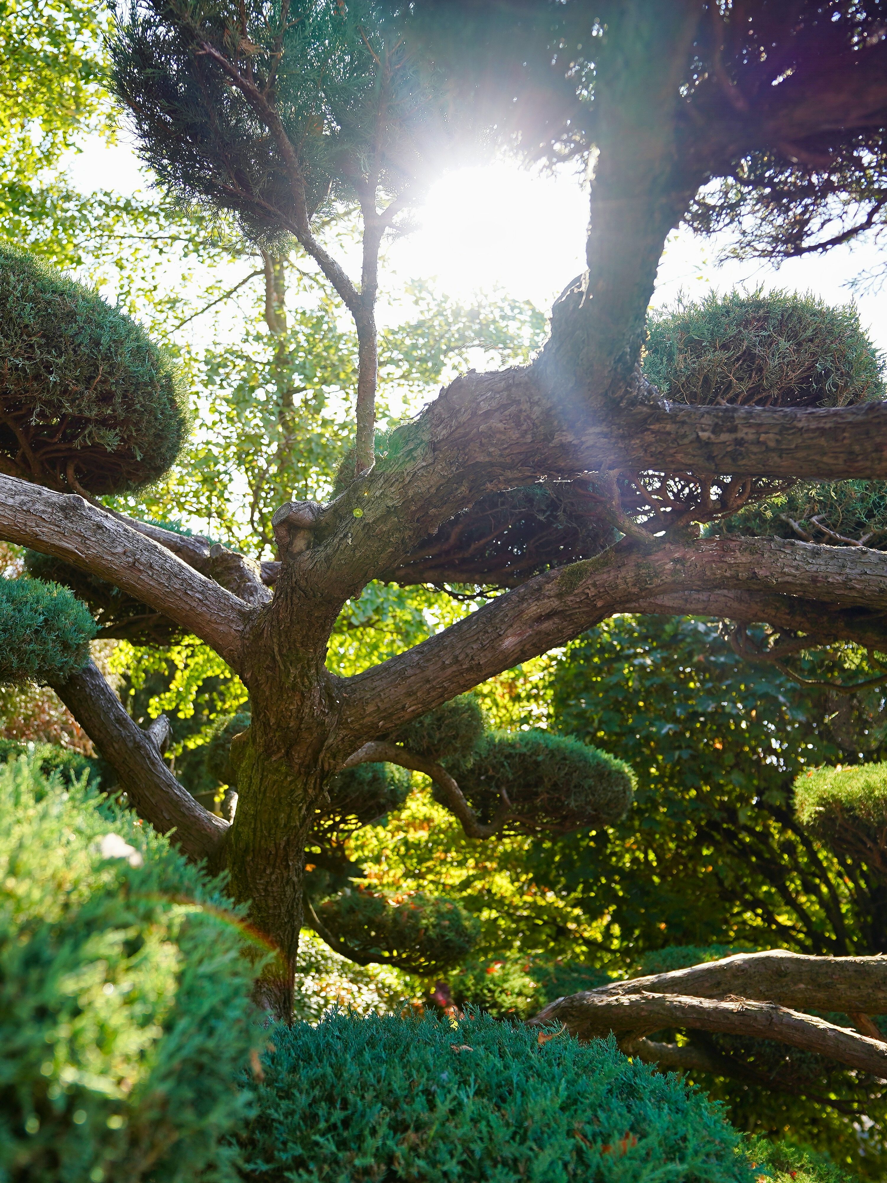 manicured shrubbery